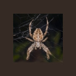 Araneus diadematus MHNT Fronton